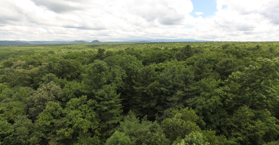 沈阳生态所关于“森林生物多样性维持新空间机制”研究取得重要进展